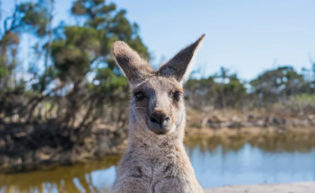 Kangaroo Looking at Camera