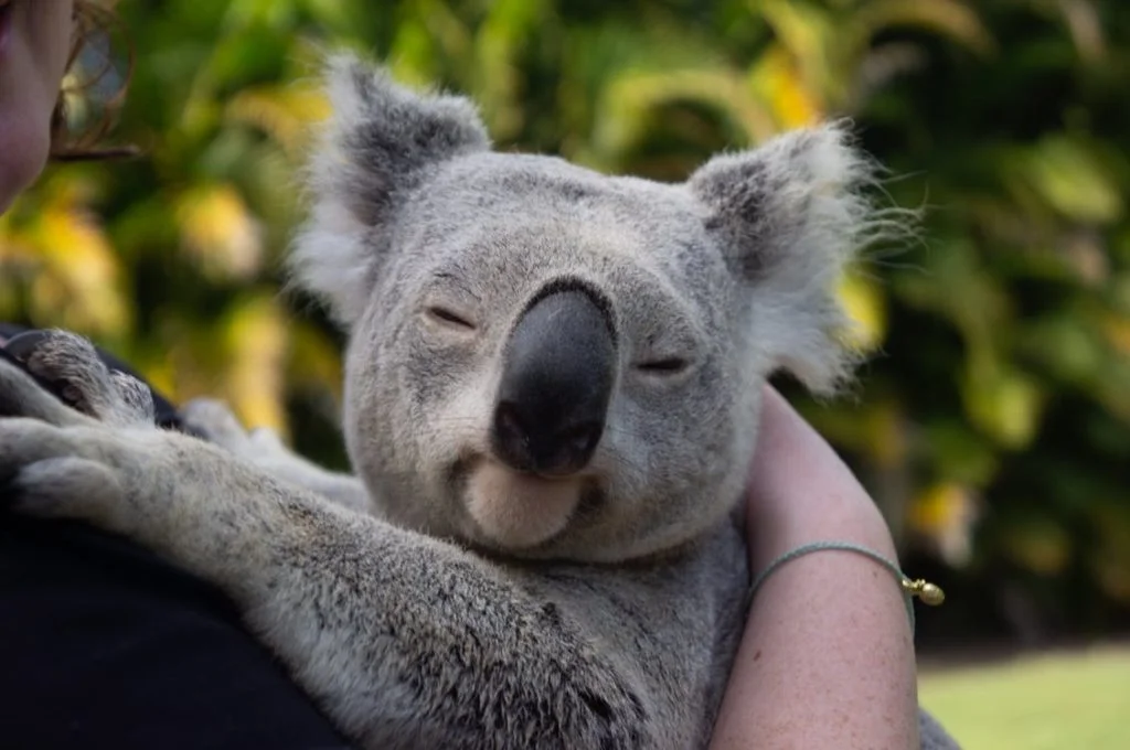 Rescuer Saving Koala from bushfire