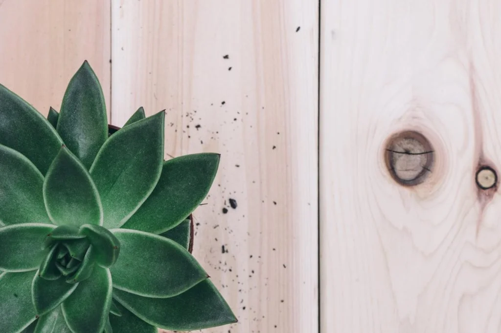 Close Up Photo of Succulent Plants on Wooden Table